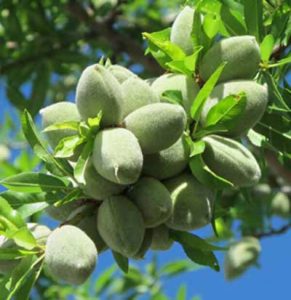 نهال بادام تونو