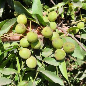 نهال گردو اسرائیلی