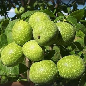 نهال گردو لارا