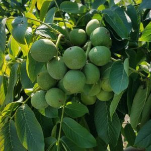 نهال گردو ژنوتیپ تیپ8