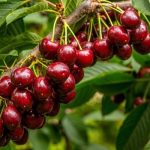 نهال گیلاس خوشه ای