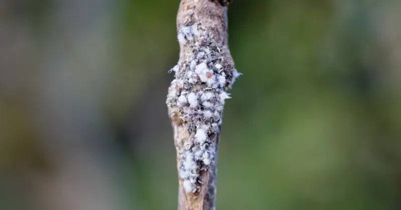 شته مومی صنوبر