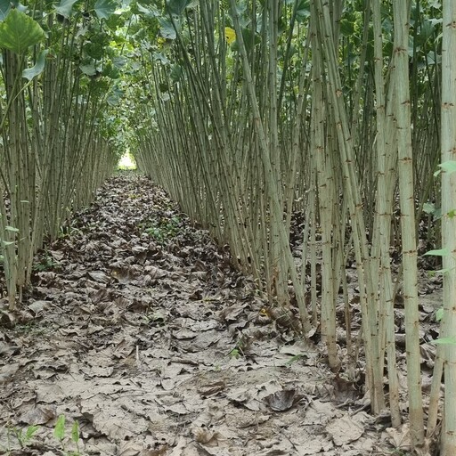 اصول و نگهداری نهال صنوبر