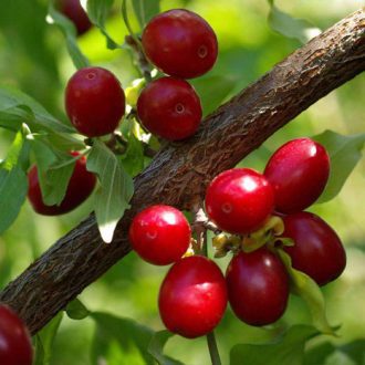 نهال زغال اخته