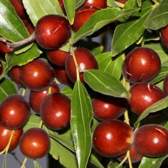 نهال عناب قائنات