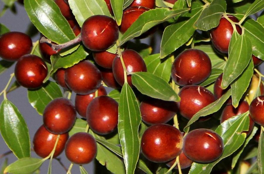 نهال عناب قائنات نهال عناب قائنات