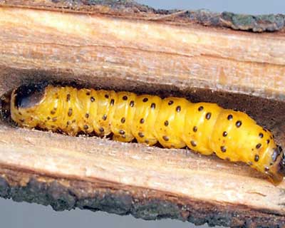 کرم خراط دنیز نهال