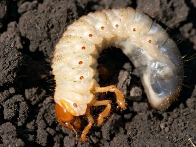 کرم سفید ریشه