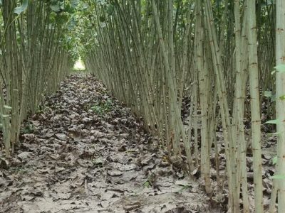 اصول و نگهداری نهال صنوبر