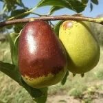 نهال عناب گلابی