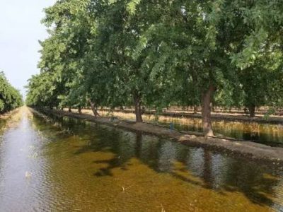چه زمانی ابیاری قطع کنیم